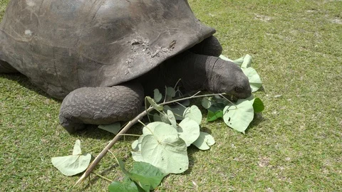 Giant tortoise Stock Footage 129404626