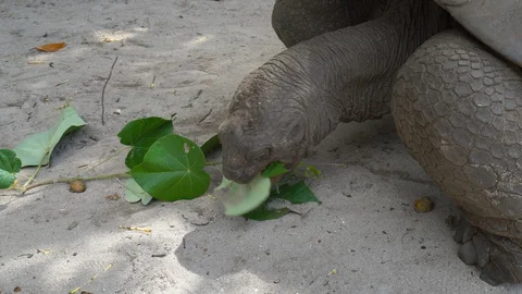Giant tortoise Stock Footage 129405154