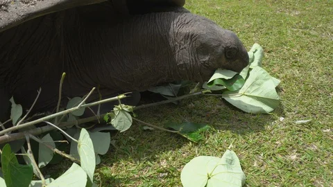 Giant tortoise 動画素材 129406701
