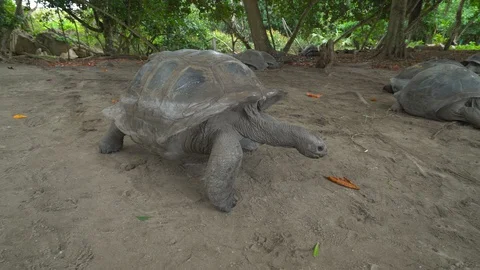 Giant tortoise Stock Footage 129407229