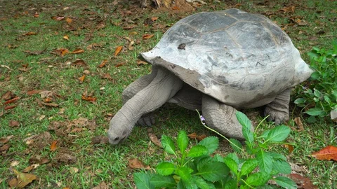 Giant tortoise Stock Footage 129407472