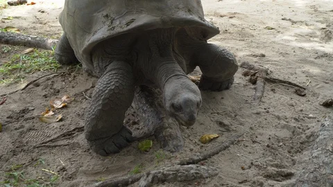 Giant tortoise Stock Footage 129407738