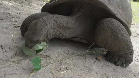 Giant tortoise Stock Footage 129407794