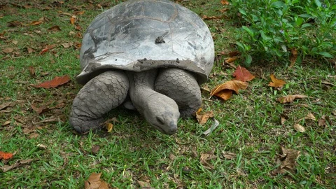 Giant tortoise Stock Footage 129407840