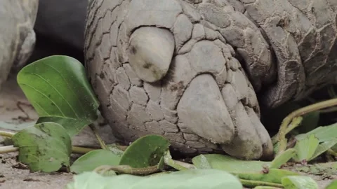 Giant Tortoise Foraging Through Ground Vegetation Video stock 341010065
