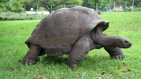 A giant tortoise, full-length, walks across a clearing in a nature reserve Stock Footage 306073315