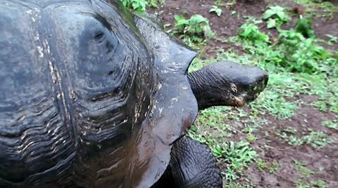 Giant tortoise. Galapagos Stock Footage 10793053
