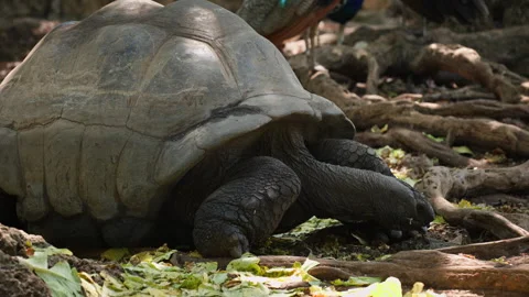 Giant Tortoise Grazing Among Tree Roots in Tanzania Stock Footage 337891706