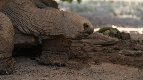A giant tortoise with a huge shell moving slowly on a sunny lawn in summer Stock Footage 117429068