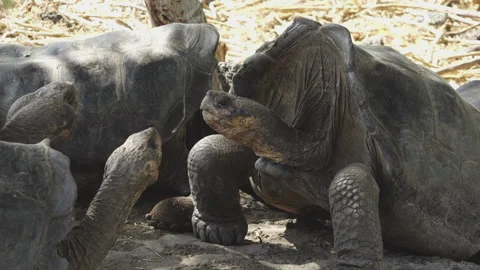 Giant Tortoise with Long Neck and Friends on Charles Darwin Research Stock Footage 148072941