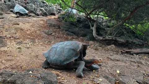 Giant tortoise lowering its head toward the ground. A tortoise stretches its Stock Footage 346258995