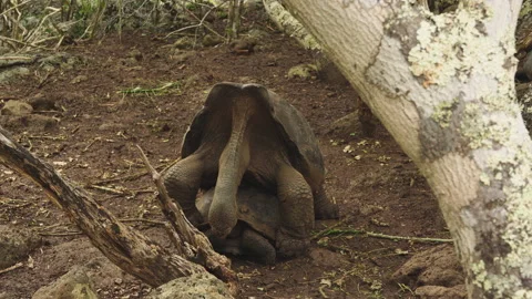 Giant tortoise mating Stock Footage 172951454