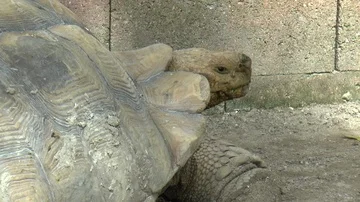 Giant Tortoise Medium Shot Stock-Footage 85586128