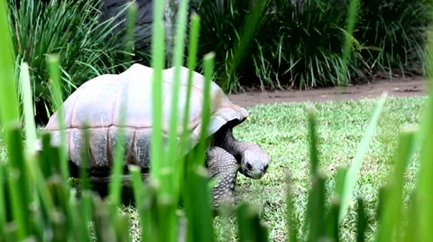 Giant Tortoise moving through grass Video stock 58925189
