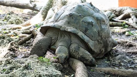 A Giant Tortoise Often Found Resting Peacefully in its Natural Environment and Stock Photos