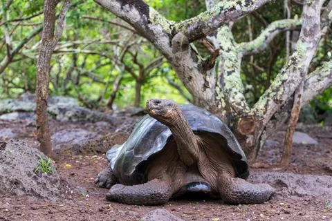 Giant Tortoise or turtle walking through mud in forest on the island of Santa Fotos de archivo