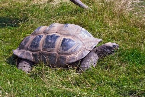 Giant tortoise Stock Photos