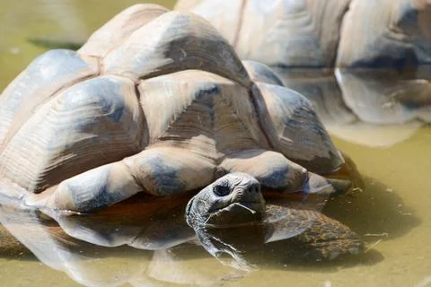 Giant tortoise Stock Photos