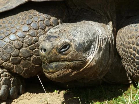 Giant tortoise Stock Photos