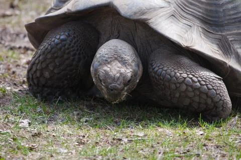 Giant tortoise Stock Photos