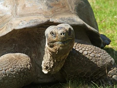 Giant tortoise Stock Photos