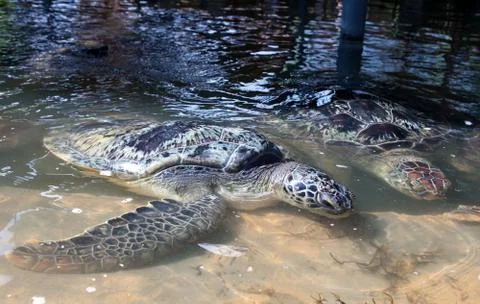Giant tortoise Stock Photos