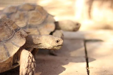 Giant tortoise Stock Photos