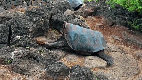Giant tortoise resting between volcanic rocks. A tortoise rests with its legs Stock Footage 346258956