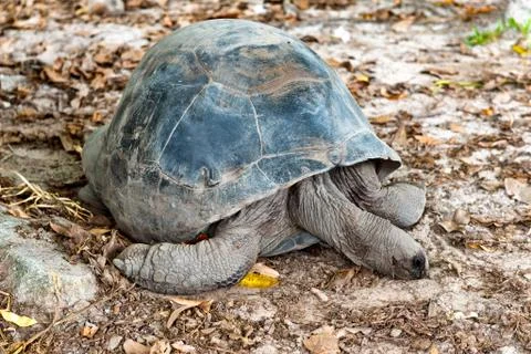Giant tortoise resting on the ground Stock Photos