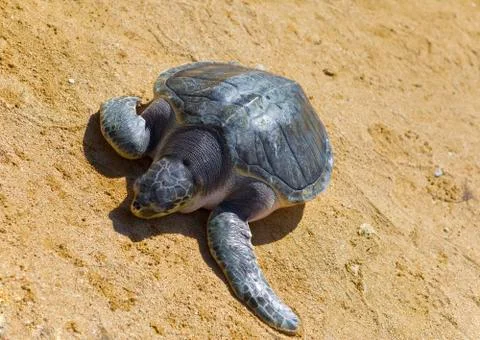 Giant tortoise on sand Stock Photos