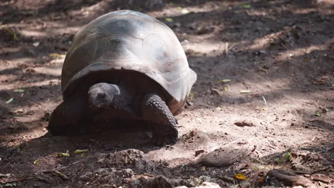 Giant Tortoise Slowly Traversing Sunlit Forest Floor in Tanzania Stock Footage 335939846
