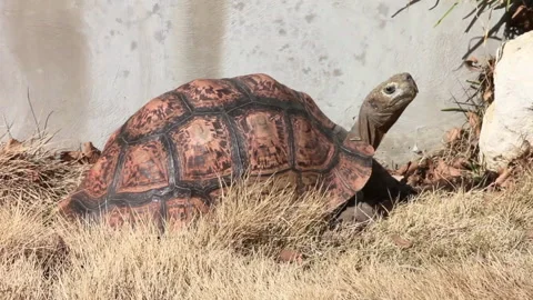Giant Tortoise Stares Stock Footage 138781821