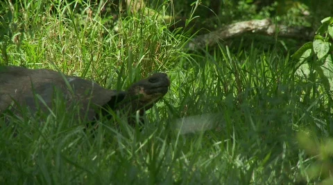 Giant tortoise stretching Stock Footage 769485