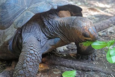 Giant tortoise turtle Stock Photos
