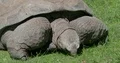 Giant tortoise very close up eating fresh green grass 4k or 4k+ Resolution