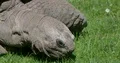 Giant tortoise very close up eating fresh green grass 4k or 4k+ Resolution