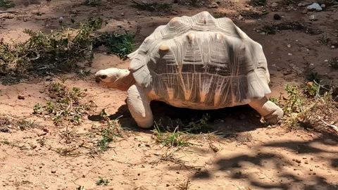 Giant tortoise walk on dry mud, big shell turtle in the sun - handheld shot Stock Footage 285511235