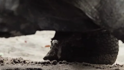 Giant Tortoise Walking Across Sandy Ground Video stock 341009171