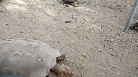 Giant tortoise walking on sandy ground in zoological garden during daytime Video stock 341318056