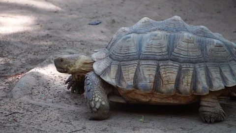 The giant tortoise is walking slowly  Stock Footage 112950298