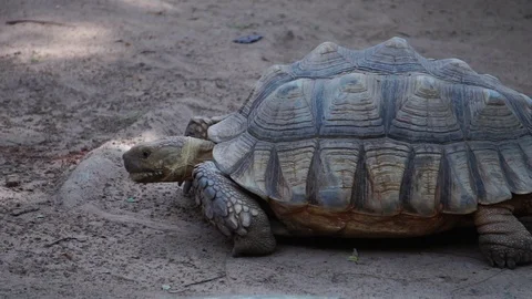 The giant tortoise is walking slowly  Stock Footage 112950349