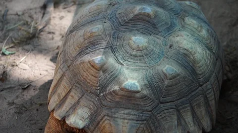 The giant tortoise is walking slowly  Stock Footage 112950507