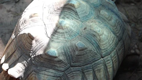 The giant tortoise is walking slowly  Stock Footage 112950530