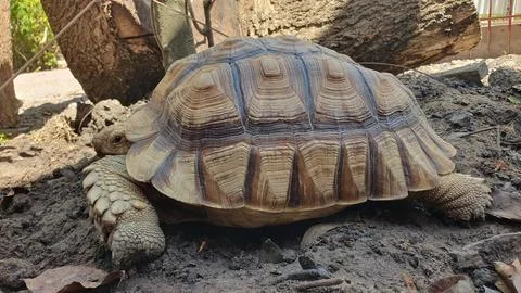Giant Tortoise Walking On Soil Stock Photos