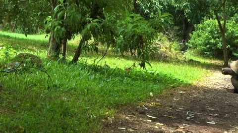 Giant Tortoise Walks Stock Footage 75019253