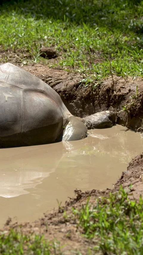 Giant Tortoise Wallowing in a Mud Bath at Australia Zoo Stock Footage 330838843