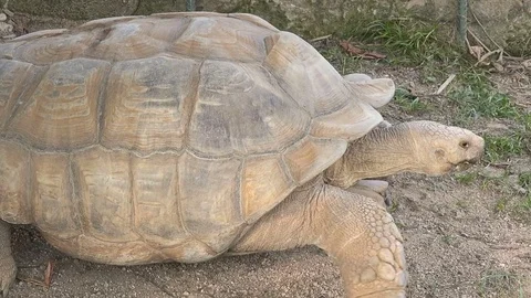 Giant tortoise at zoo, close up Stock-Footage 79630474