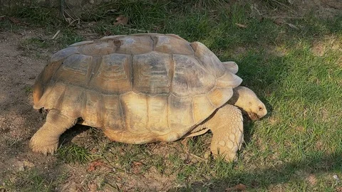 Giant tortoise at zoo Video stock 82179823