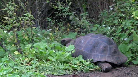 Giant tortoise zoom in Stock Footage 758230