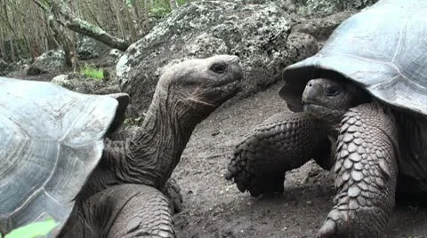 Giant tortoises. Galapagos Stock Footage 10797420